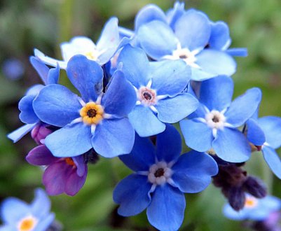 Саджання та догляд за квіткою фіалки