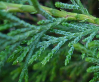 Розмноження кипарису за допомогою черенкування