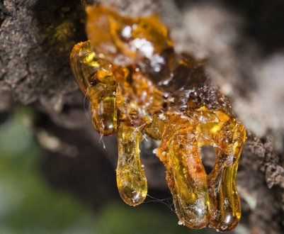 Користь та шкода живильної смоли листяної деревини