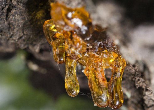 Польза и вред жевательной смолы лиственницы