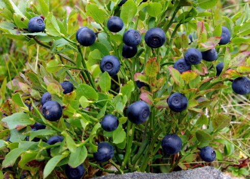 Як посадити садову чорнику на своєму ділянці
