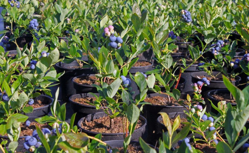 Саджанці чорники Саджанці чорники