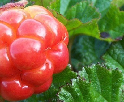 Лікувальні властивості та застосування листя морошки