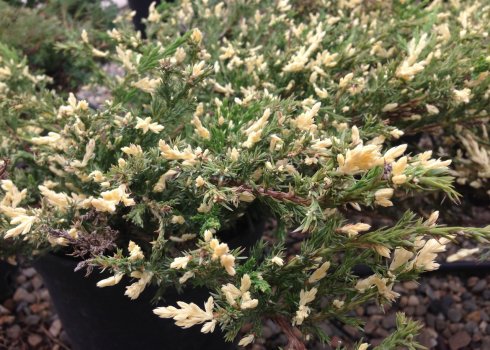 Описание можжевельника Андорра Вариегата, посадка и уход