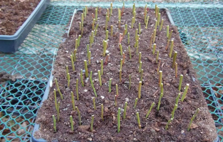 Розмноження черенками Розмноження черенками