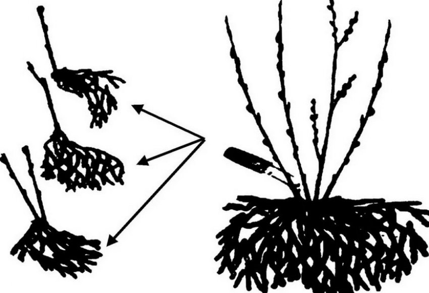 Розмноження діленням куща Розмноження діленням куща