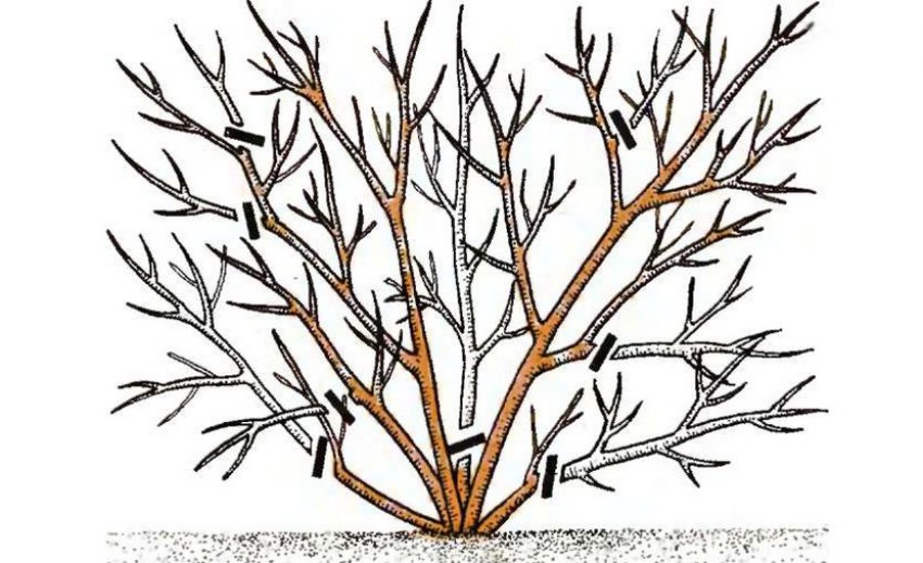 Обрізка черники Обрізка черники