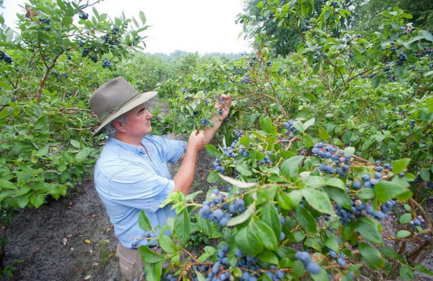 Огляд куща черники Огляд куща черники
