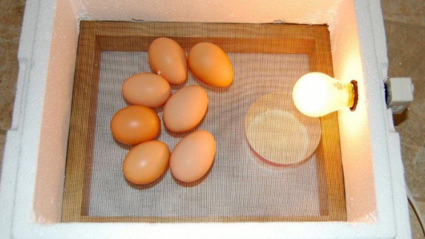 Закладка яиц в инкубаторе