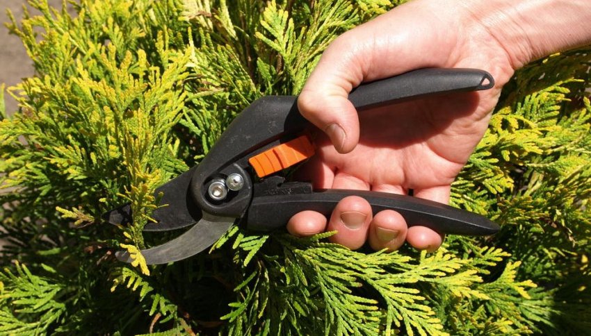 Обрезка можжевельника