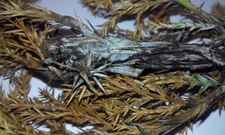 Трахеомикоз можжевельника