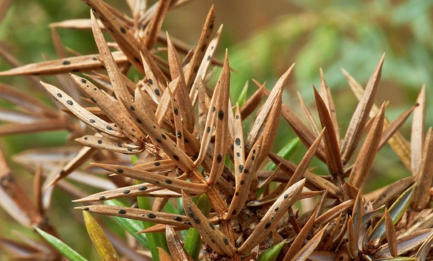 Шютте бурое можжевельника