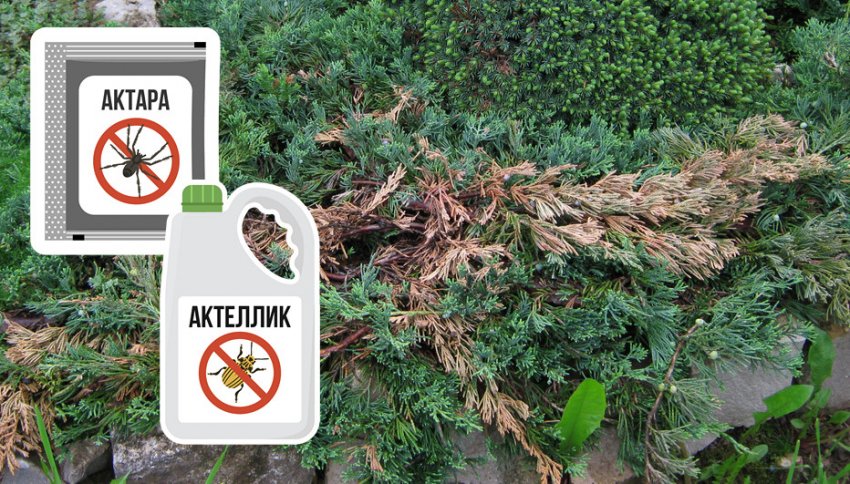 Препараты от вредителей