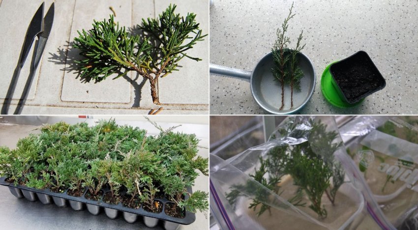 Черенкование можжевельника