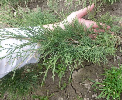 Коли найкраще пересаджувати можжевельник на нове місце?