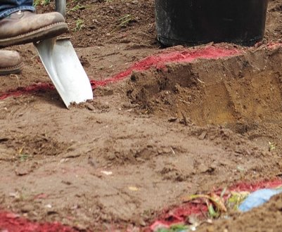 Який ґрунт потрібний для туї та як його збагачувати