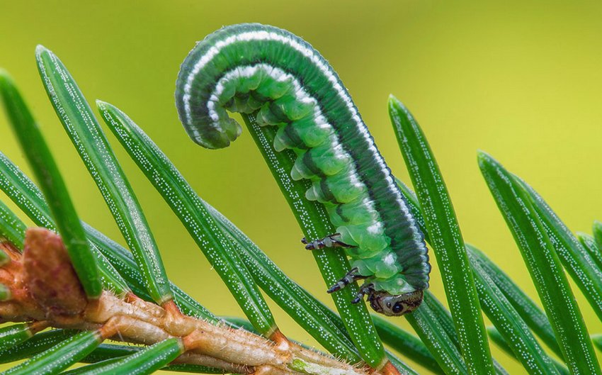 Ель канадская или сизая сорта Эхиниформис (Picea glauca Echiniformis ...