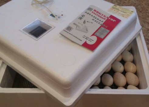 Як користуватися інкубатором «Ідеальна квочка»