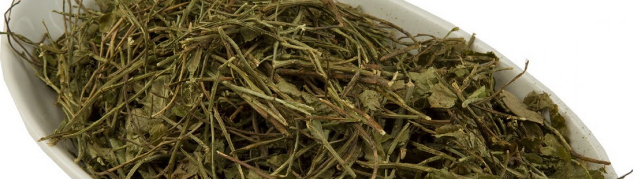 Лікувальні властивості пагонів чорниці