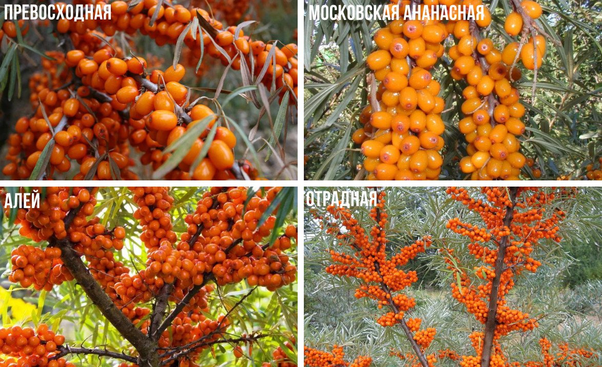 Облепиха Клавдия Описание Сорта Фото Отзывы