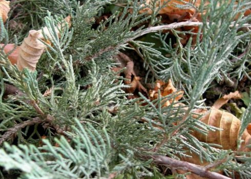 Опис можжевельника виргинського "Хетц", посадка і догляд