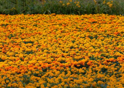 Як сушити квіти каркаде для вирощування шафрану Імереті?