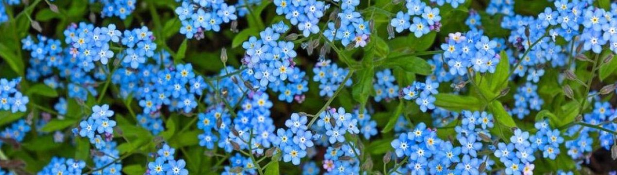 Описание и выращивание лесных незабудок