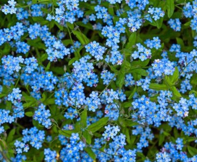 Описание и выращивание лесных незабудок