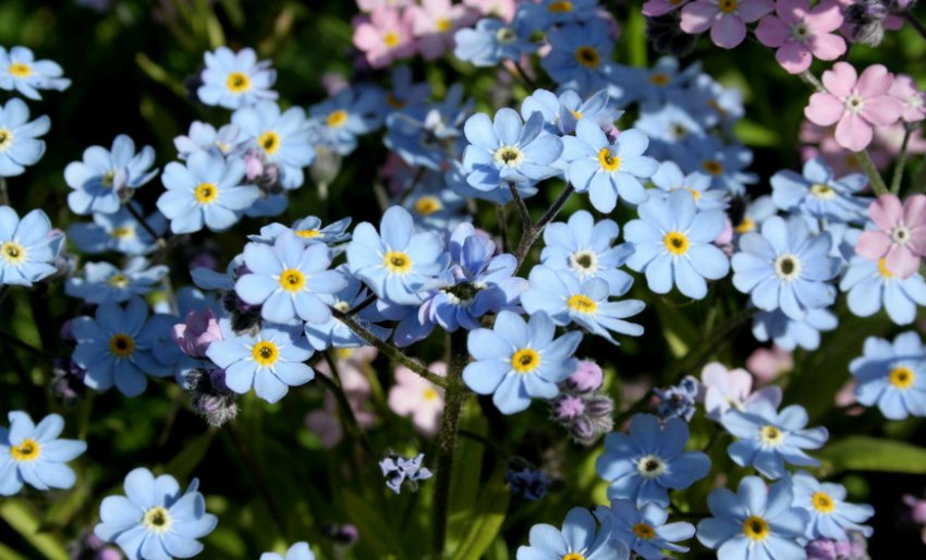 Незабудка альпийская Незабудка альпийская