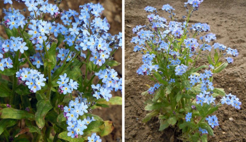 Гибридная незабудка Гибридная незабудка