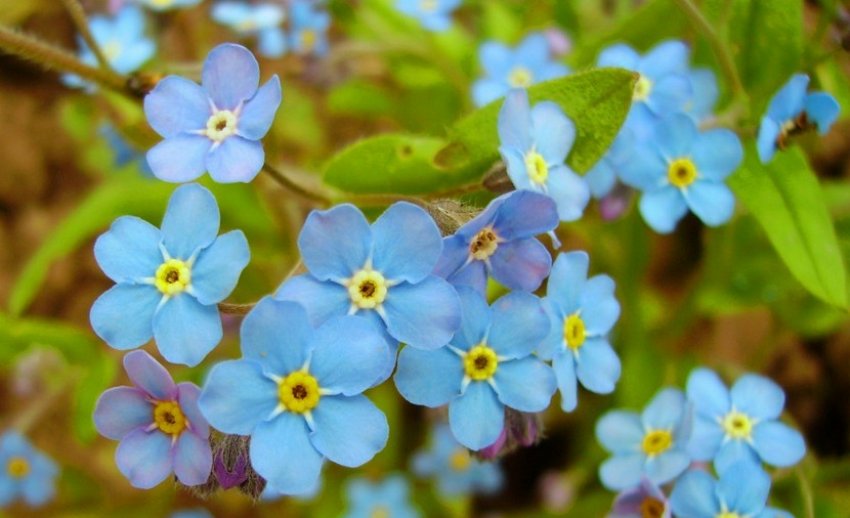 Незабудка болотная Незабудка болотная