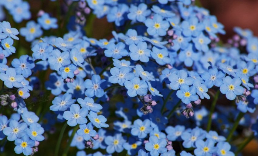 Незабудка расставленноцветковая Незабудка расставленноцветковая