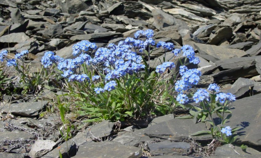 Незабудка Чекановского Незабудка Чекановского
