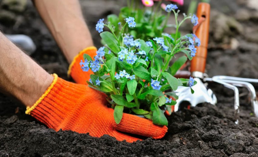 Посадка незабудки Посадка незабудки