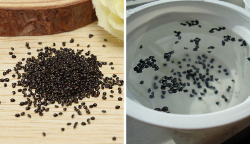 Подготовка семян незабудки к посадке Подготовка семян незабудки к посадке