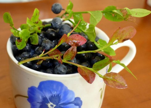 Вирощування чорниці вдома на підвіконні