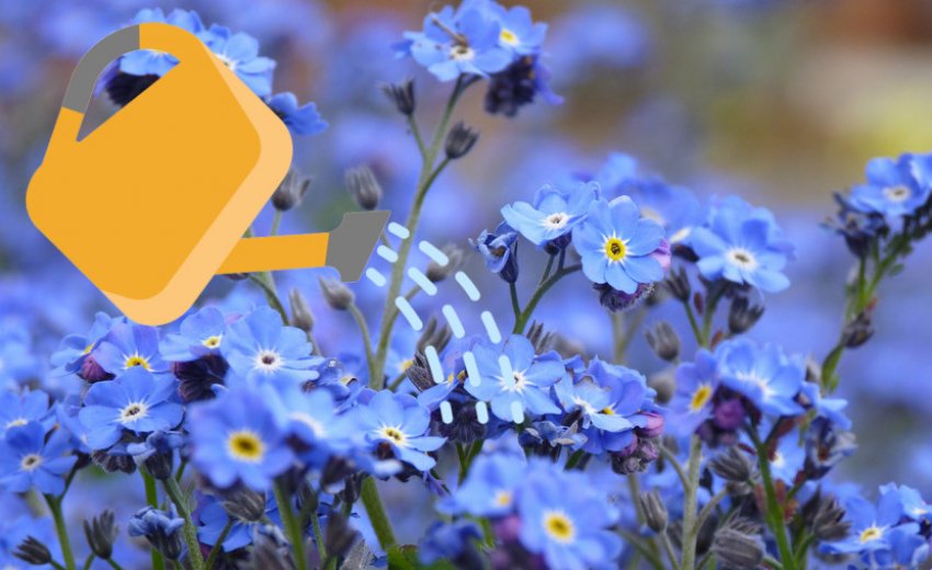 Полив незабудок Полив незабудок