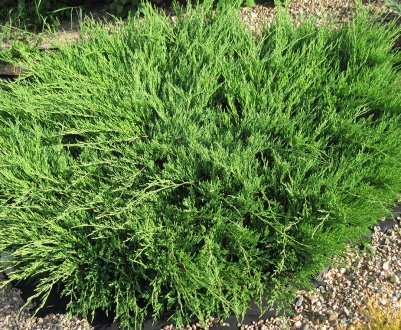 Описание можжевельника Андорра Компакт, посадка и уход