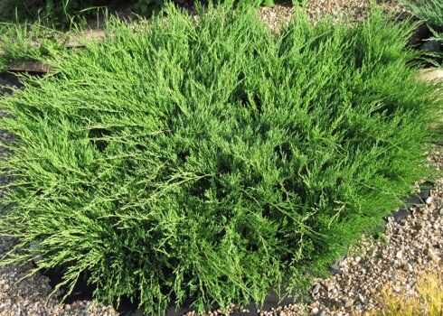 Описание можжевельника Андорра Компакт, посадка и уход