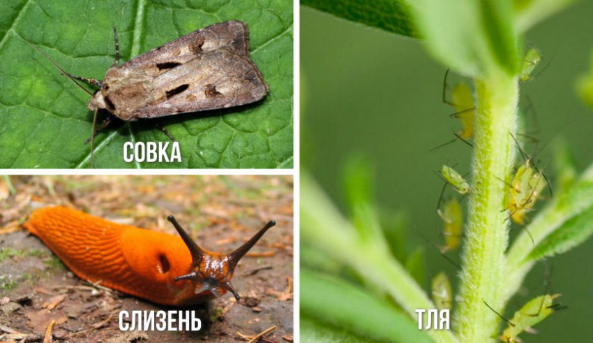 Вредители незабудки Вредители незабудки