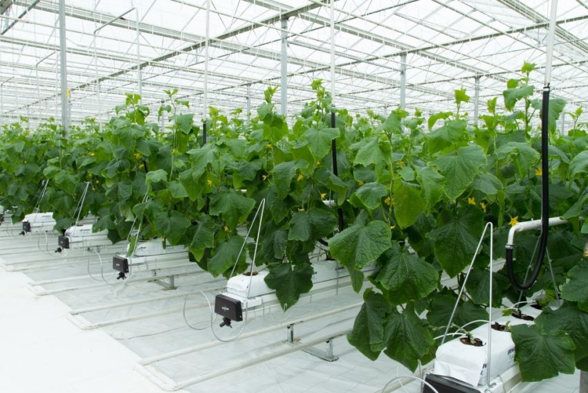 У Чечні відкрився новий тепличний комплекс У Чечні відкрився новий тепличний комплекс