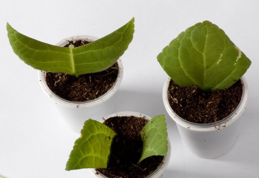 Розмноження глоксинії листовими живцями