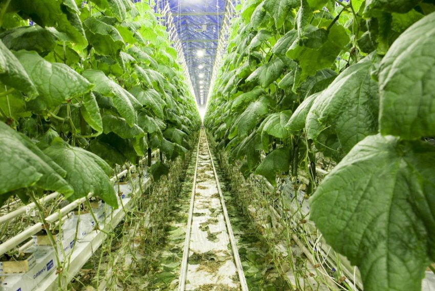 У Чечні відкрився новий тепличний комплекс У Чечні відкрився новий тепличний комплекс