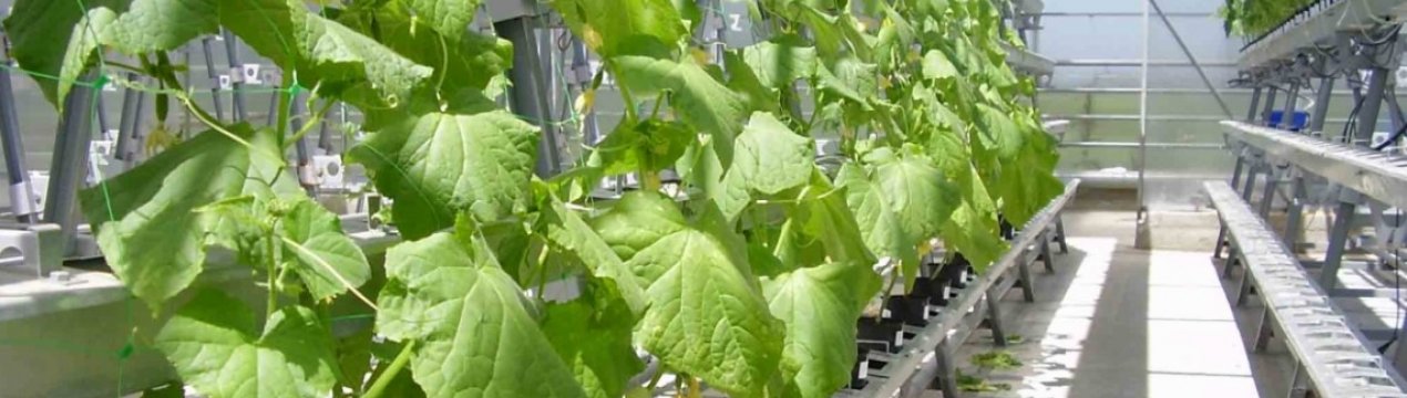 У Чечні відкрилася нова теплична комплекс