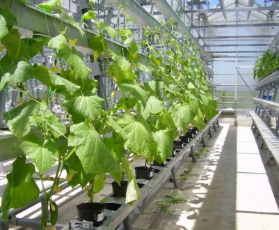 У Чечні відкрилася нова теплична комплекс