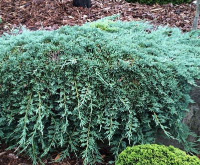 Описание можжевельника горизонтального Айс Блю, его посадка и уход