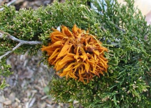 Ржавчина на можжевельнике: лечение