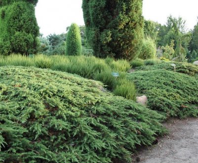 Описание можжевельника Грин Карпет, посадка и уход за ним