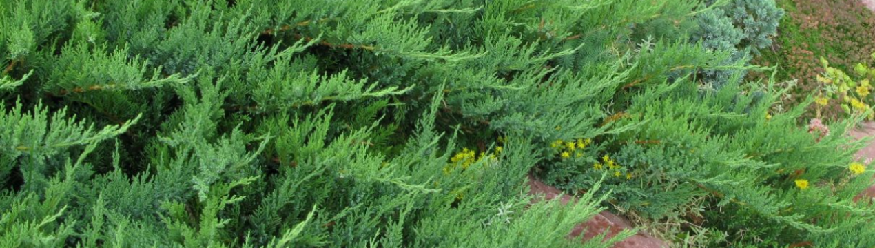 Описание можжевельника Тамарисцифолия, посадка и уход за ним