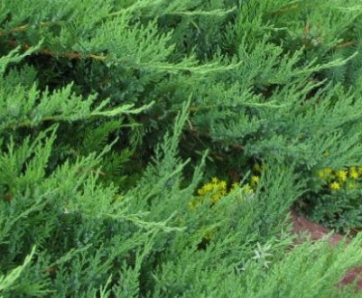 Описание можжевельника Тамарисцифолия, посадка и уход за ним